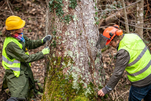 Best Fruit Tree Pruning  in Girardville, PA