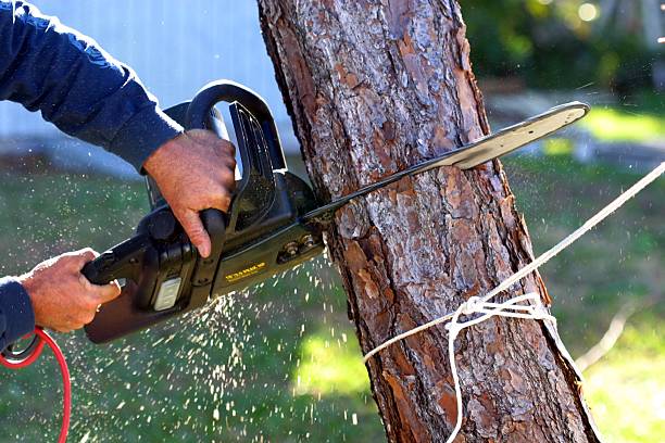 Best Tree Preservation Services  in Girardville, PA