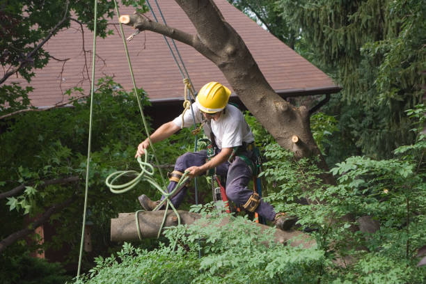 Best Tree Cabling and Bracing  in Girardville, PA