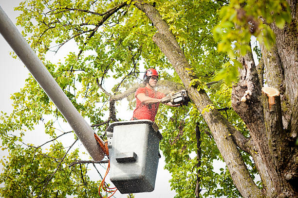 Best Commercial Tree Services  in Girardville, PA