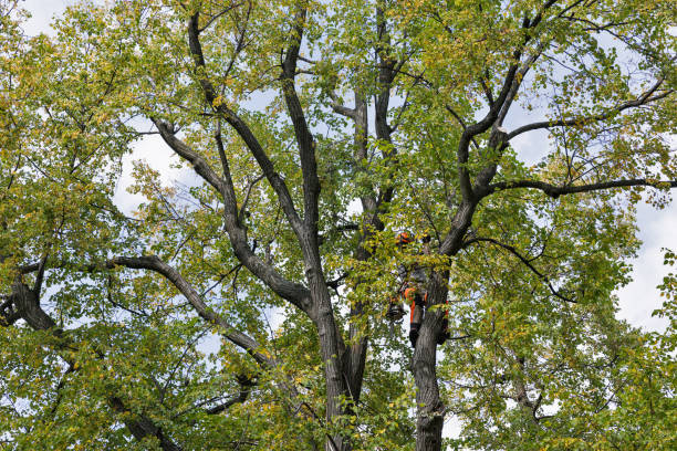 Best Hazardous Tree Removal  in Girardville, PA